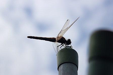 a0243143_20384760.jpg