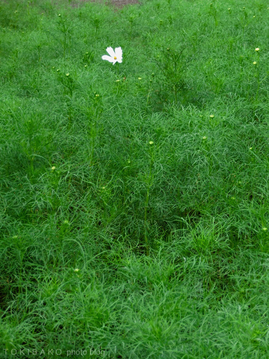 d0100156_23332477.jpg