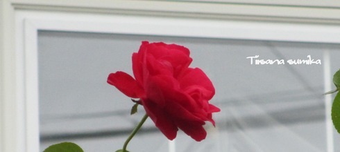 a0243064_1110151.jpg
