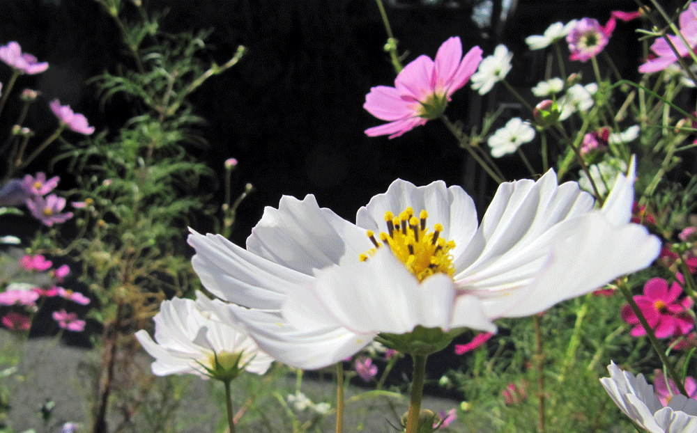 b0159780_2247026.gif