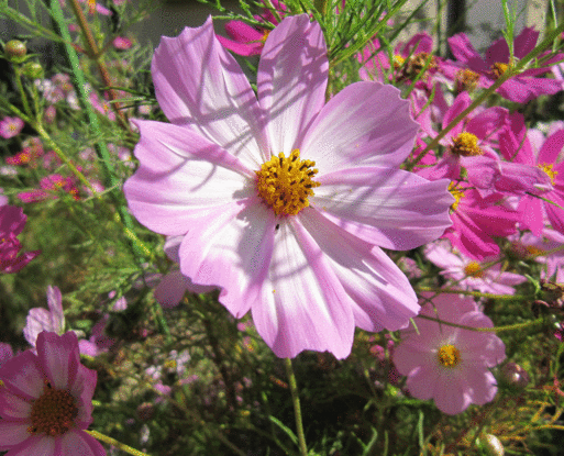 b0159780_22475983.gif