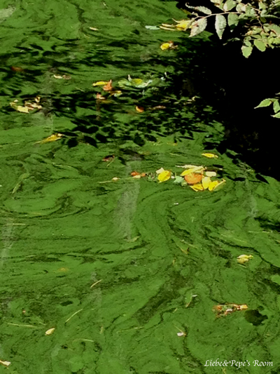 f0001895_1545124.jpg