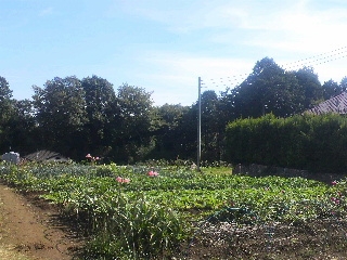 d0173197_17505547.jpg