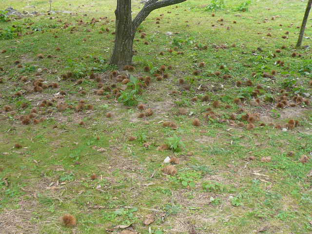 e0026017_14132489.jpg