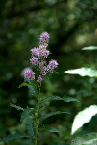 c0133533_1595120.jpg