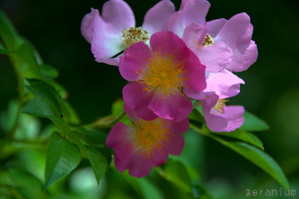 c0133533_212730.jpg
