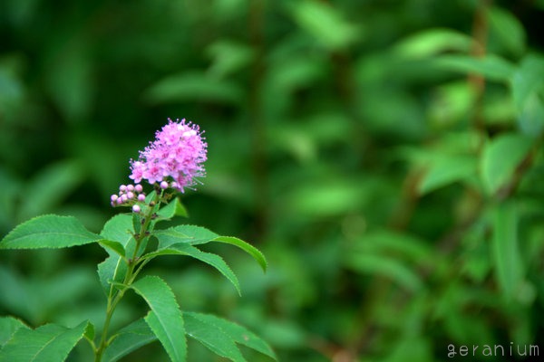 c0133533_224374.jpg