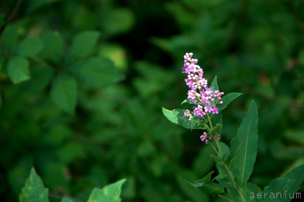 c0133533_243171.jpg