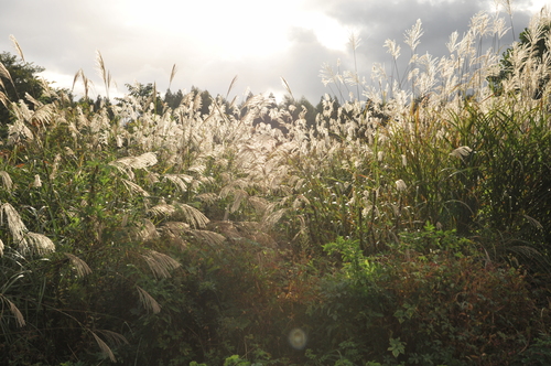 c0082534_94181.jpg