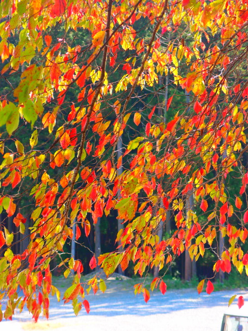 c0122670_4503198.jpg