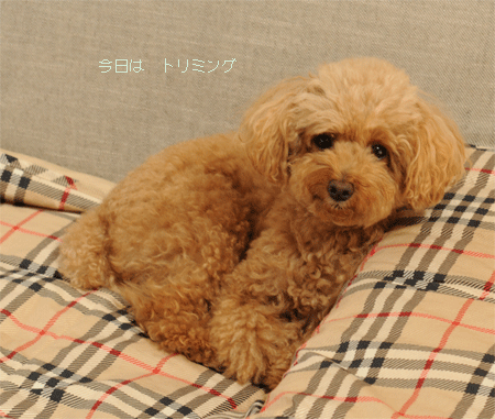c0196673_8245262.gif
