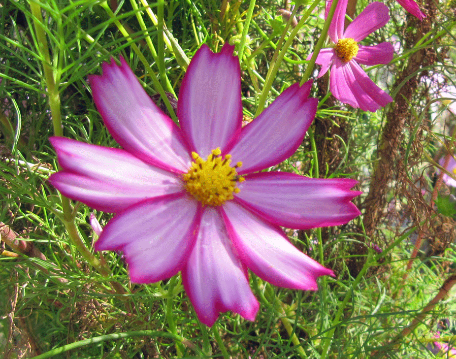 b0159780_862290.gif