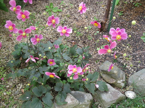 a0234185_22395398.jpg