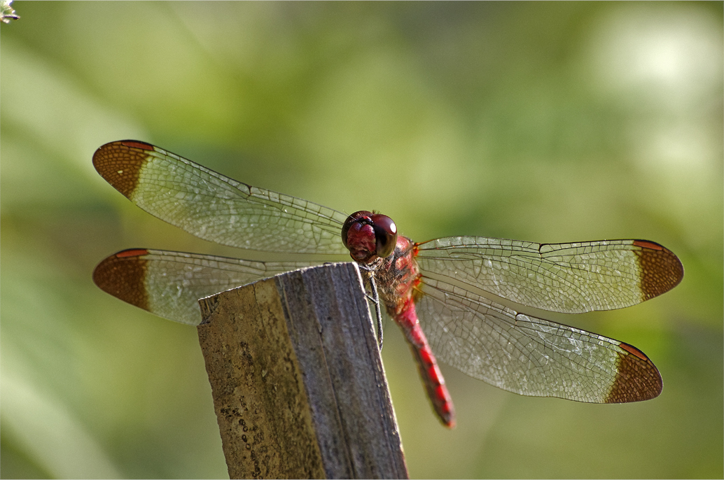 d0209988_2054169.jpg