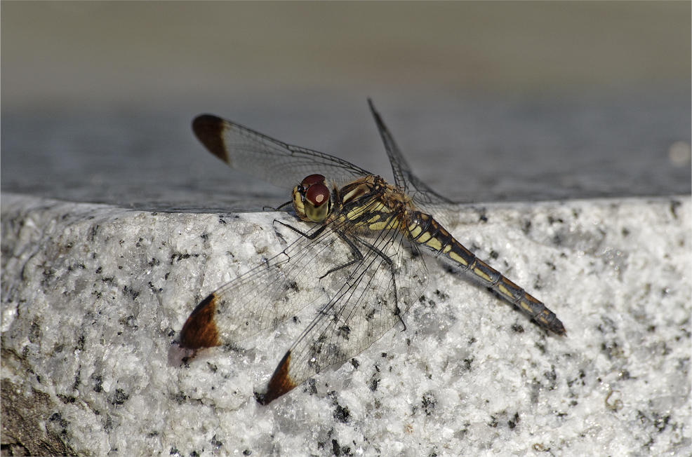 d0209988_2073196.jpg
