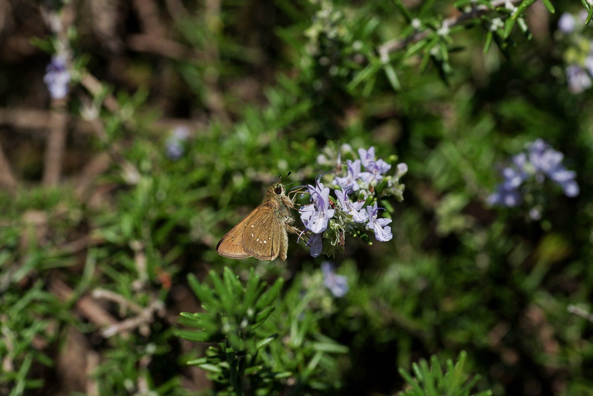 b0194593_8514421.jpg