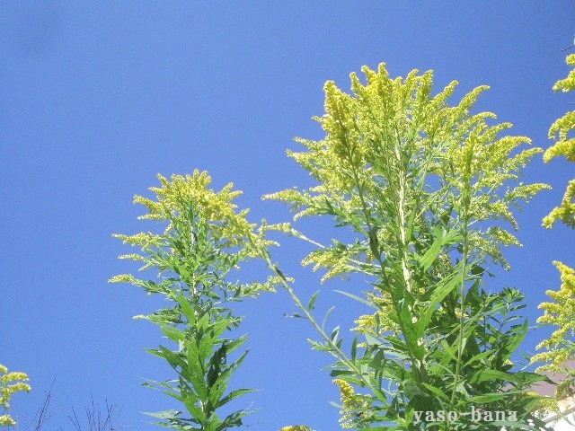 e0025300_1822153.jpg