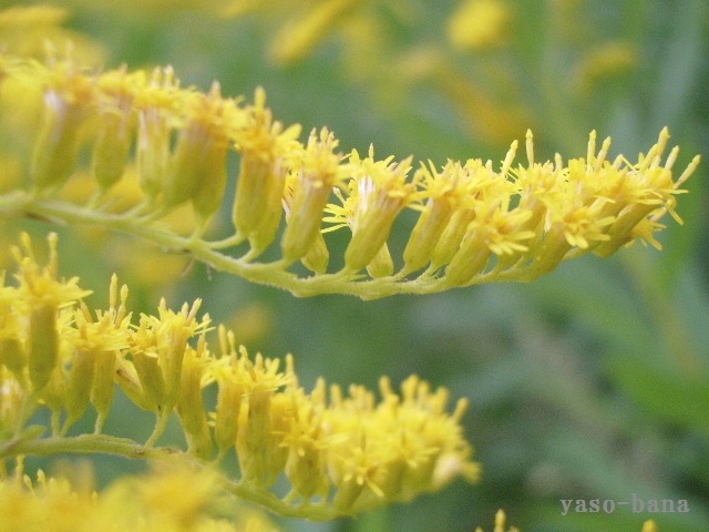 e0025300_18275664.jpg