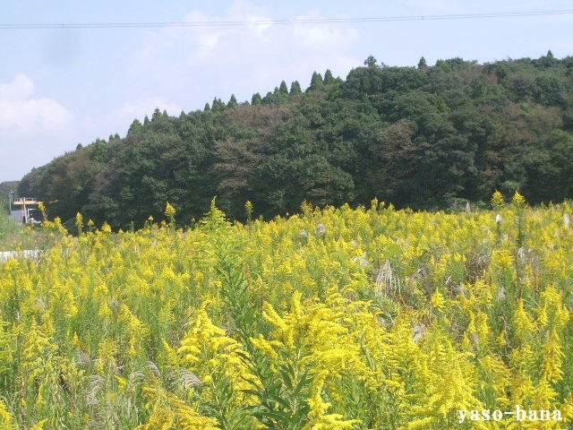 e0025300_1864275.jpg