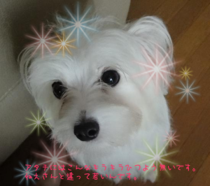 d0104705_12384325.png