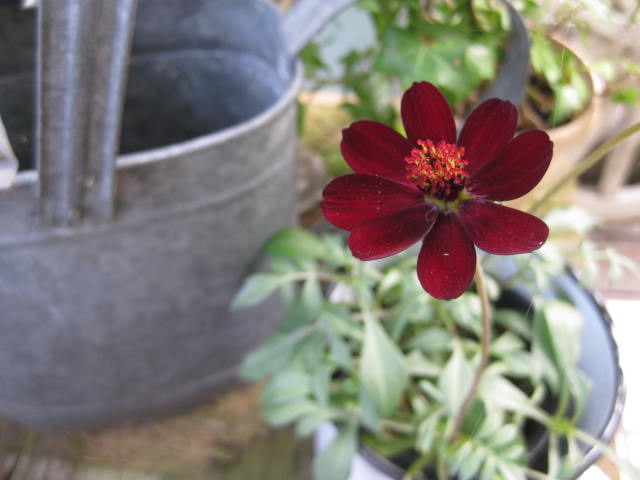 c0085916_054893.jpg