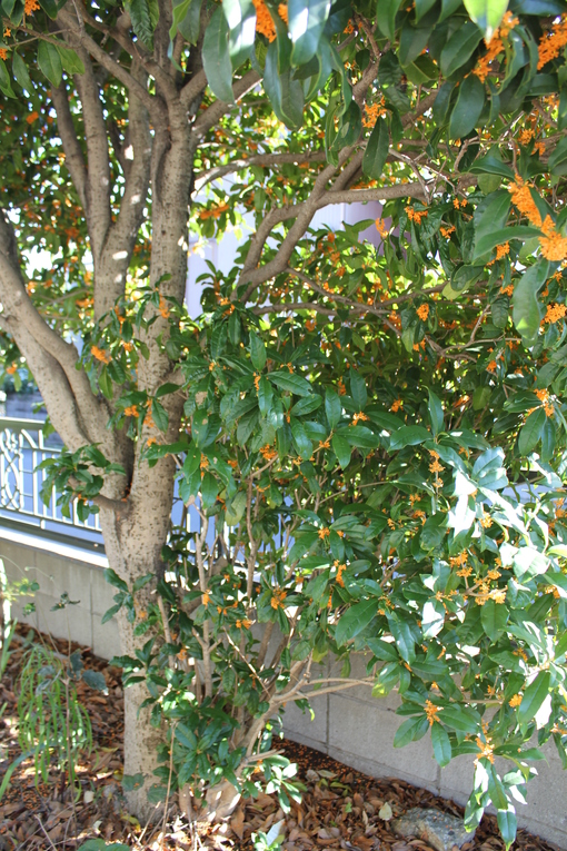 e0166032_22182766.jpg