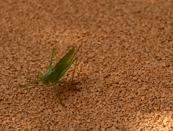 c0133533_1418313.jpg