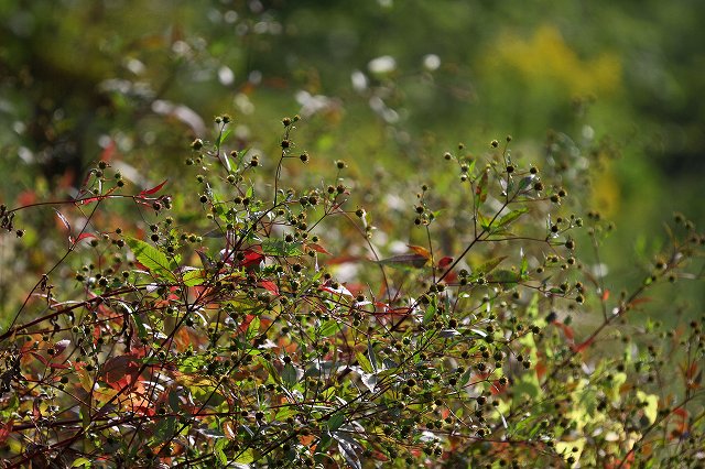 a0242438_18382549.jpg