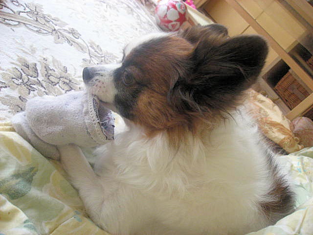 a0149240_22443626.jpg