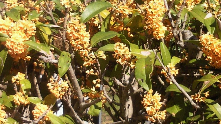 e0009760_1151533.jpg