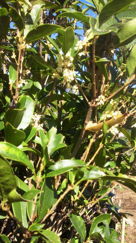 e0009760_1151580.jpg
