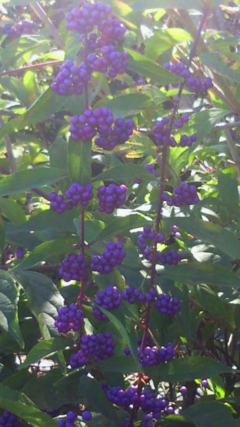 e0009760_1151590.jpg