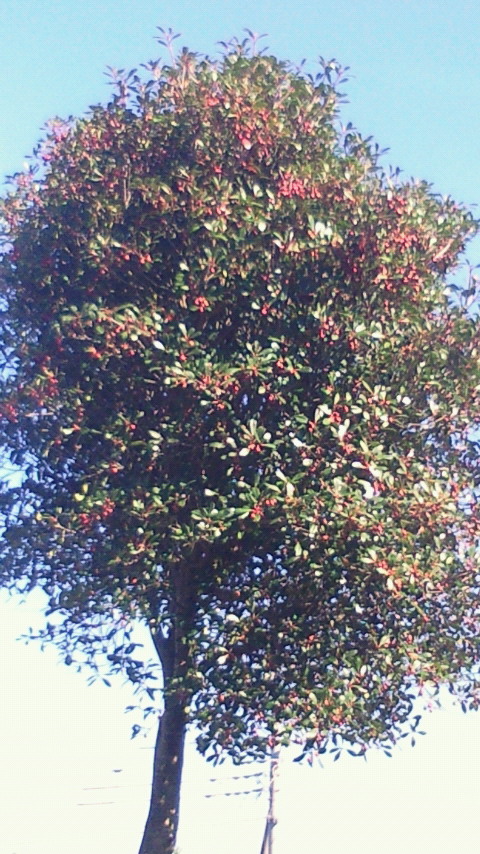 e0009760_1151598.jpg