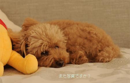 c0196673_8331098.gif