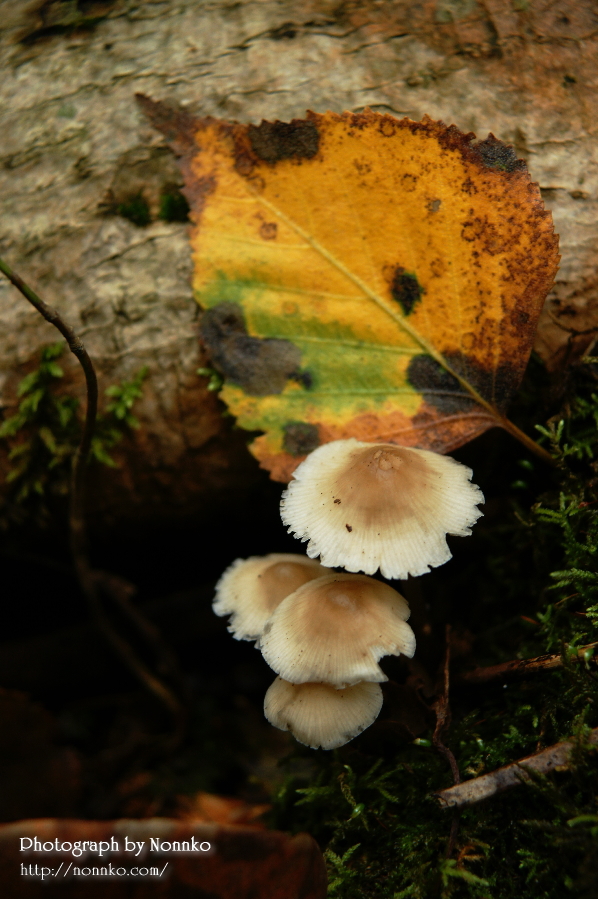 c0106977_930445.jpg