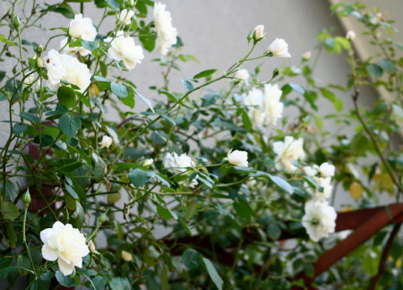 e0154682_21575238.jpg