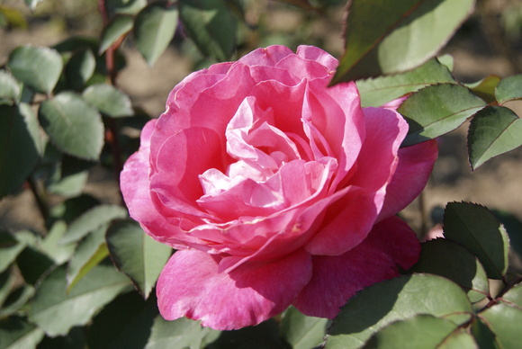 c0020320_20253481.jpg