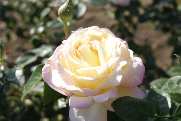 c0020320_20254290.jpg
