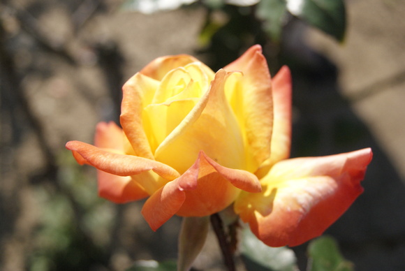 c0020320_2026922.jpg