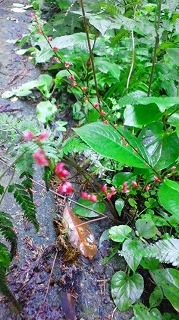 b0147522_10134224.jpg