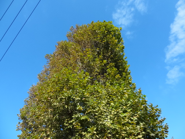 e0016828_1141062.jpg