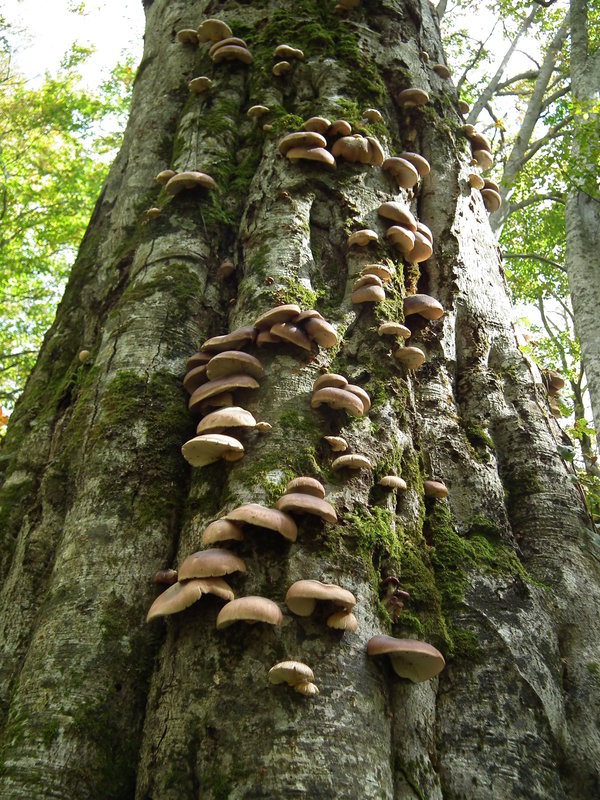 f0118332_2394652.jpg