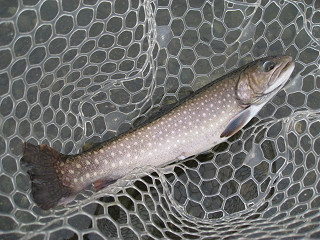 f0065341_1014893.jpg