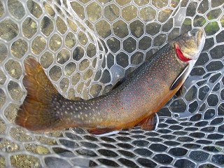 f0065341_10151112.jpg