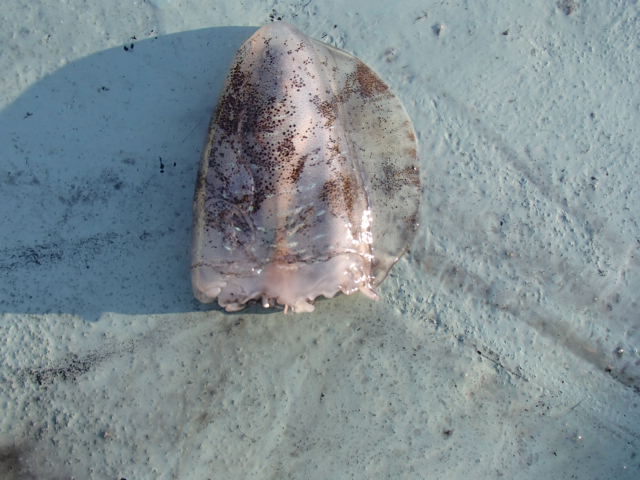 a0248152_1963988.jpg