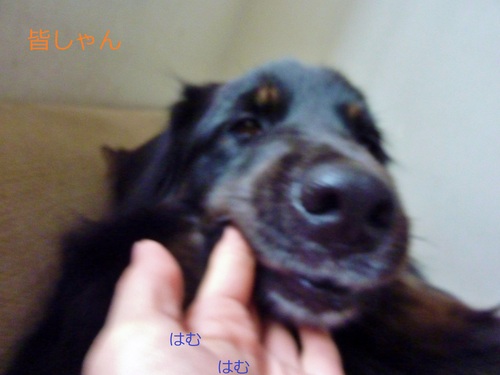 e0207477_0394111.jpg