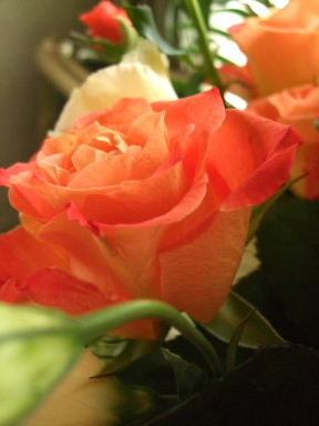 f0039281_1312149.jpg