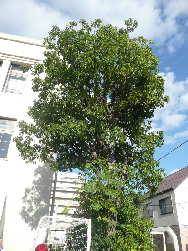 b0118987_6442593.jpg