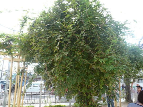 b0118987_6545074.jpg