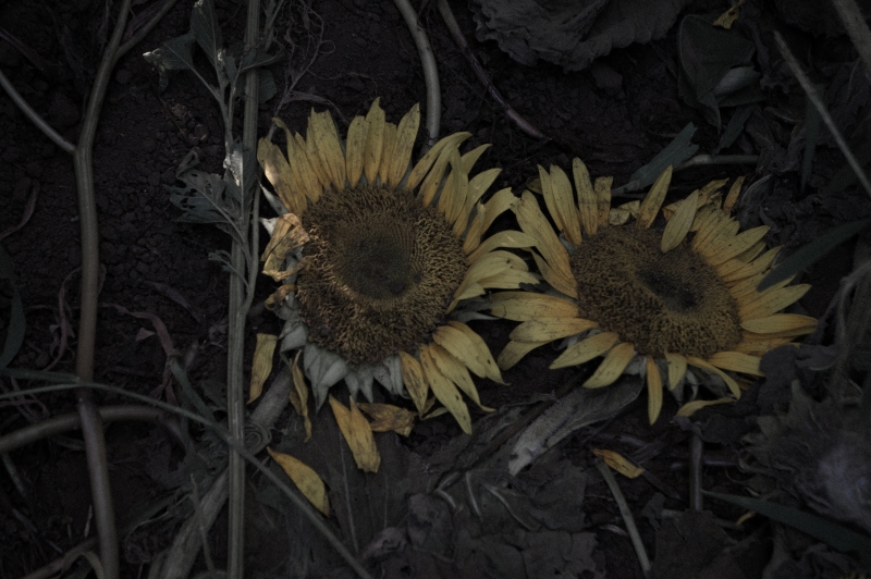 a0185693_5574010.jpg